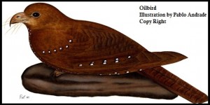 Pájaro de Aceite, Tayo, Guácharo. Aves Loja Ecuador.