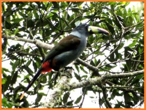 Tour de aves loja Vilcabamba Parque Podocarpus