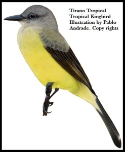 Tropical Kingbird