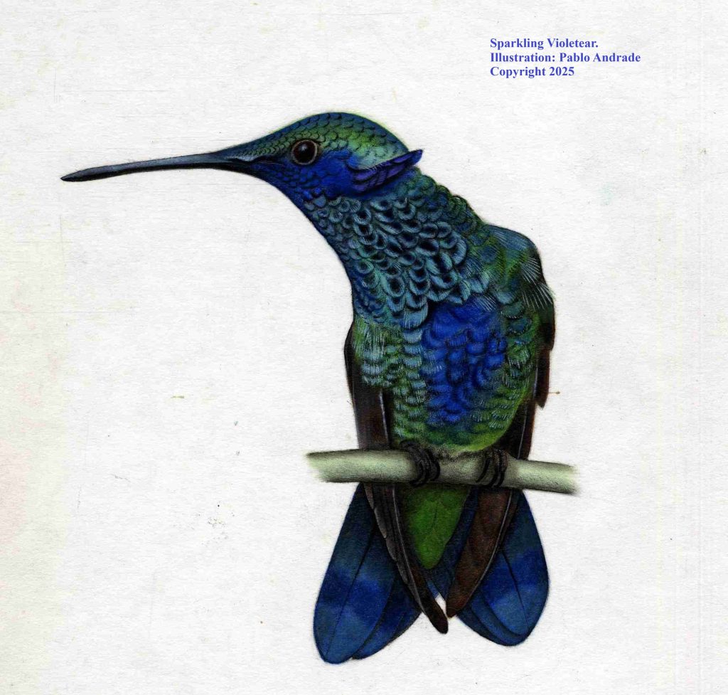 Sparkling Violetear Birds Loja