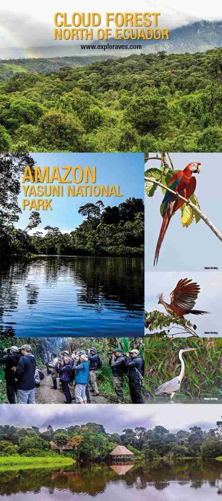 Birding Tours Amazon Ecuador Yasuni National Park 2026
