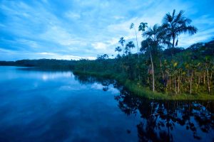 Sacha Lodge Amazon Slow Birding Northern Ecuador Pilchicocha Lagoon