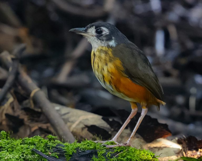 White-lored Antpitta in the Ecuadorian Amazon