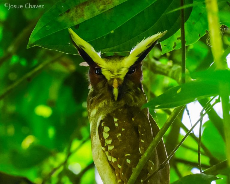 Crested Owl in Yasuní National Park, Ecuador