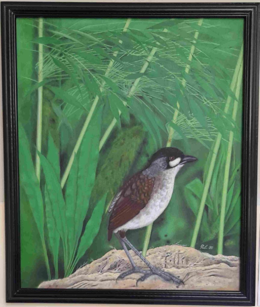 Birds Realistic paintings Loja Ecuador Jocotoco Antpitta