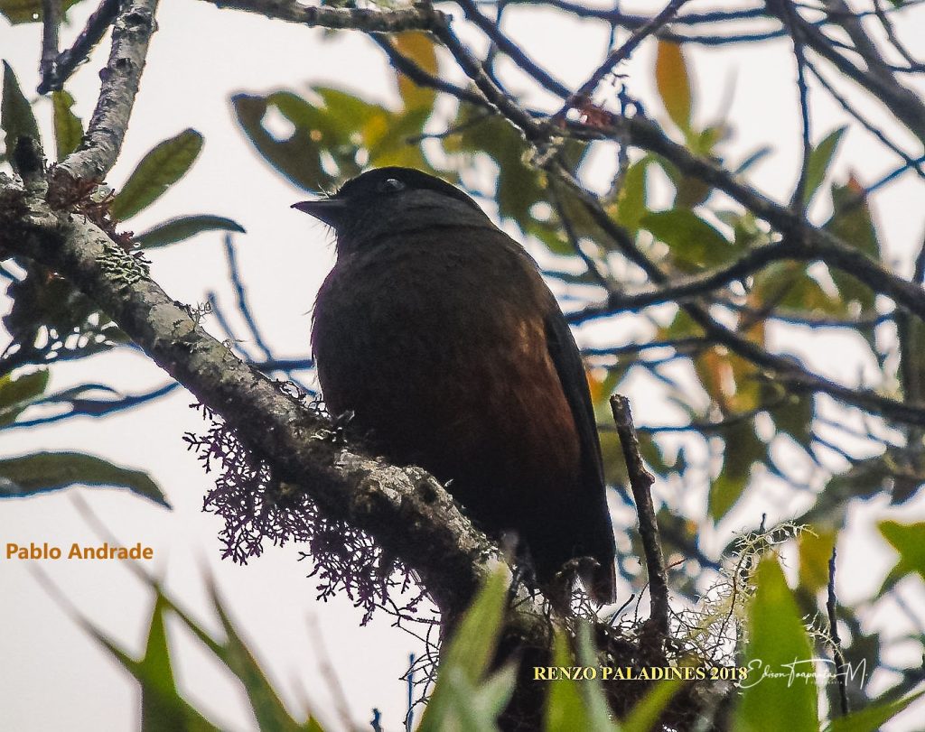 Chestnut-bellied Cotinga