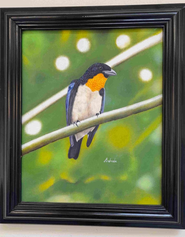 Birds Realistic paintings Loja Ecuador Orange-throated Tanager