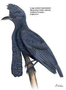 Birds Realistic paintings Loja Ecuador Long-wattled Umbrellabird