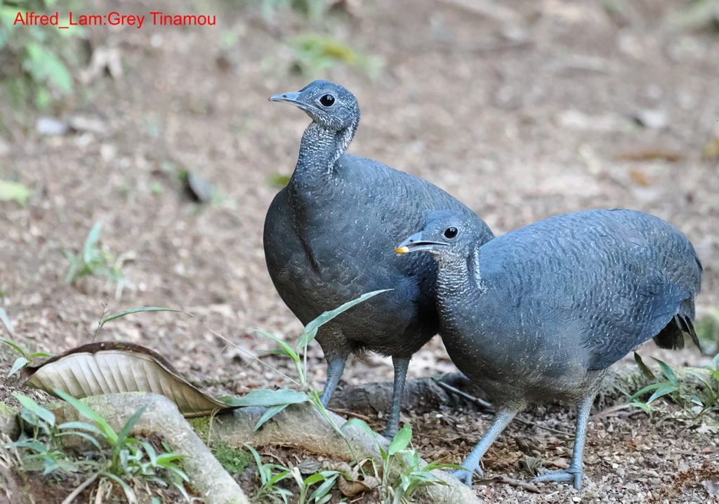 Gray Tinamou