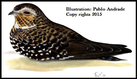 Common Nighthawk Birds City of Loja
