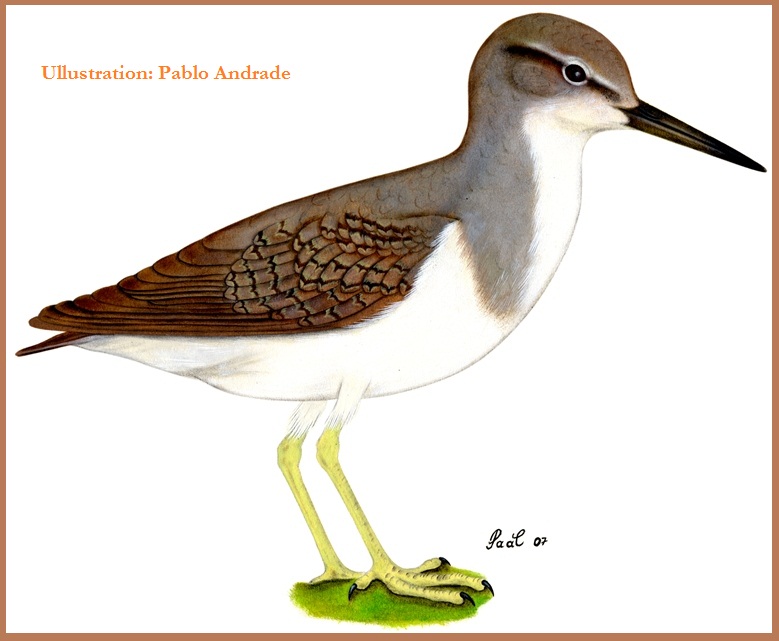 Spotted Sandpiper Actitis macularius Birds Loja