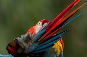 Scarlet Macaw (Ara macao) representing the birdlife of northern Ecuador