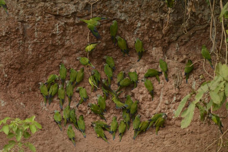 Aves reunidas en un lamedero de arcilla a orillas del río Napo, en la Amazonía ecuatoriana