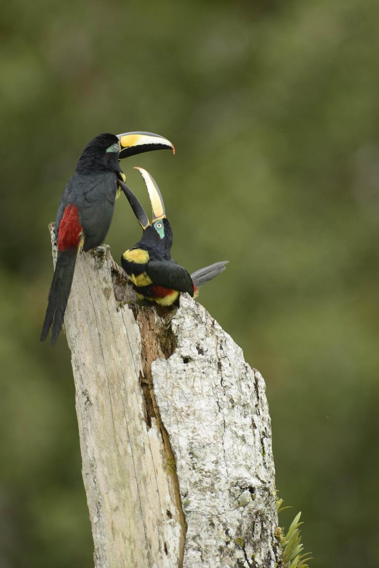 Arasarí Multibandeado fotografiado en la Amazonía ecuatoriana en Sacha Lodge.