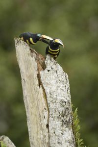 Many-banded Aracari perched in the Ecuadorian Amazon