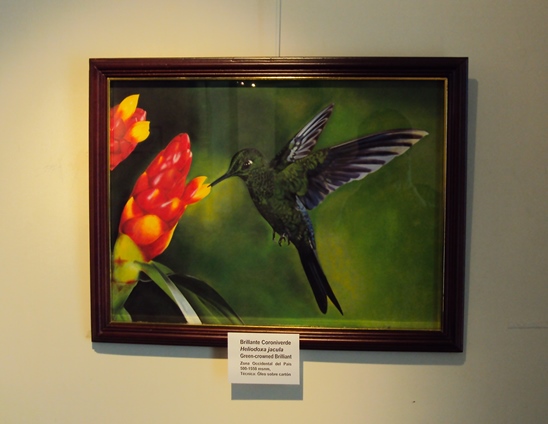 Birds Realistic paintings Loja Ecuador Green-crowned Brilliant