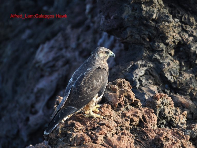 Galapagos Hawk