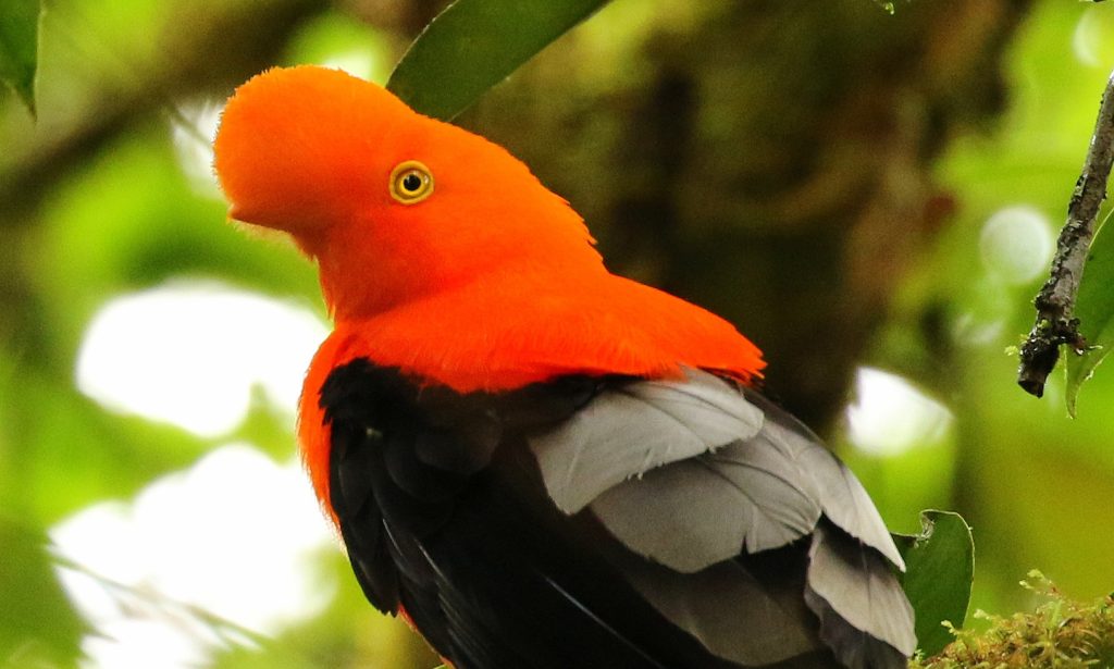 Andean cock-of-the Rock