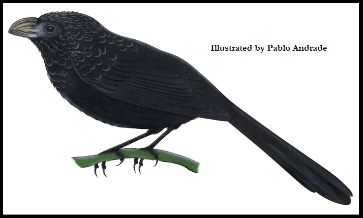 Garrapatero Piquiestríado, Groove - billed Ani, Aves Loja Ecuador