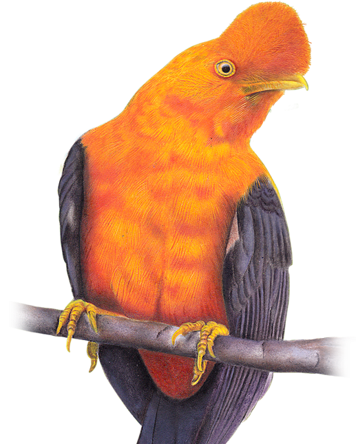 Black-throated Toucanet southern Ecuador