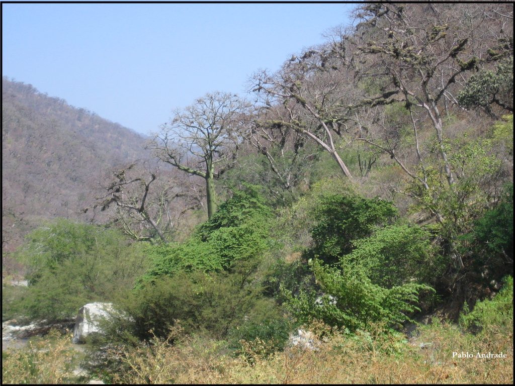 Jorupe Reserve Dry Forest