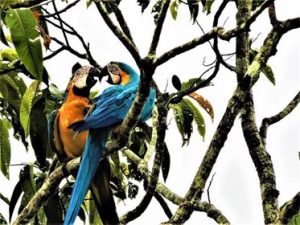 Blue-and-yellow Macaw in Yasuní National Park, Ecuador