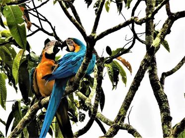 Birding Tours in Ecuador