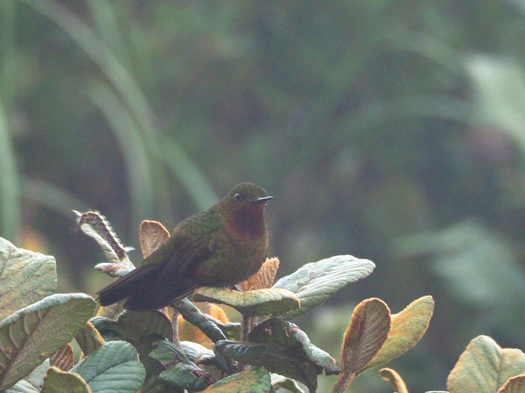 Podocarpus National Park Neblina Metaltail.
