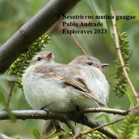 Nesotriccus murinus guagae