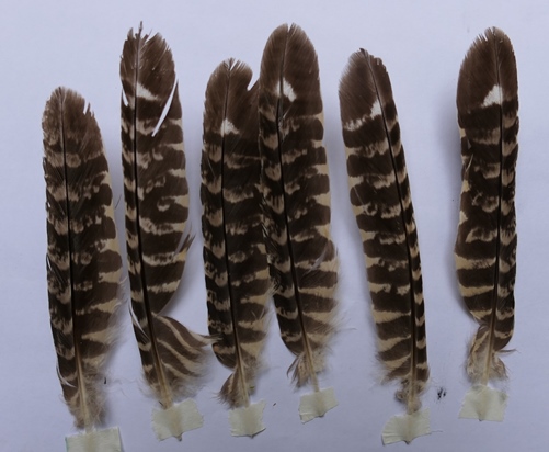 Common Nighthawk Birds City of Loja