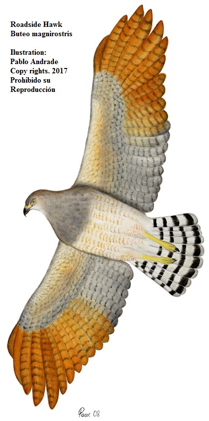 Gavilán Campestre. Rupornis magnirostris.