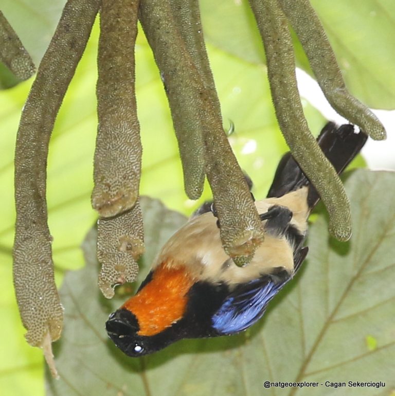 Orange-throated Tanager