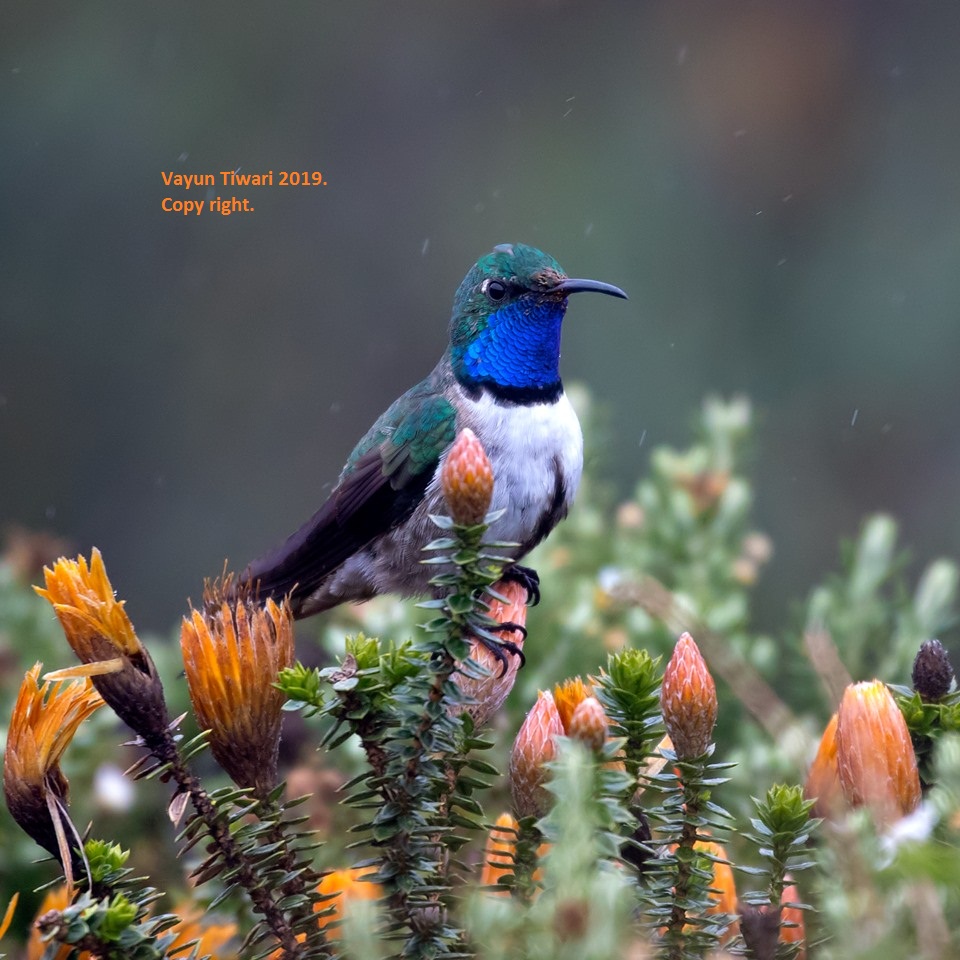 Blue-throated Hillstar
