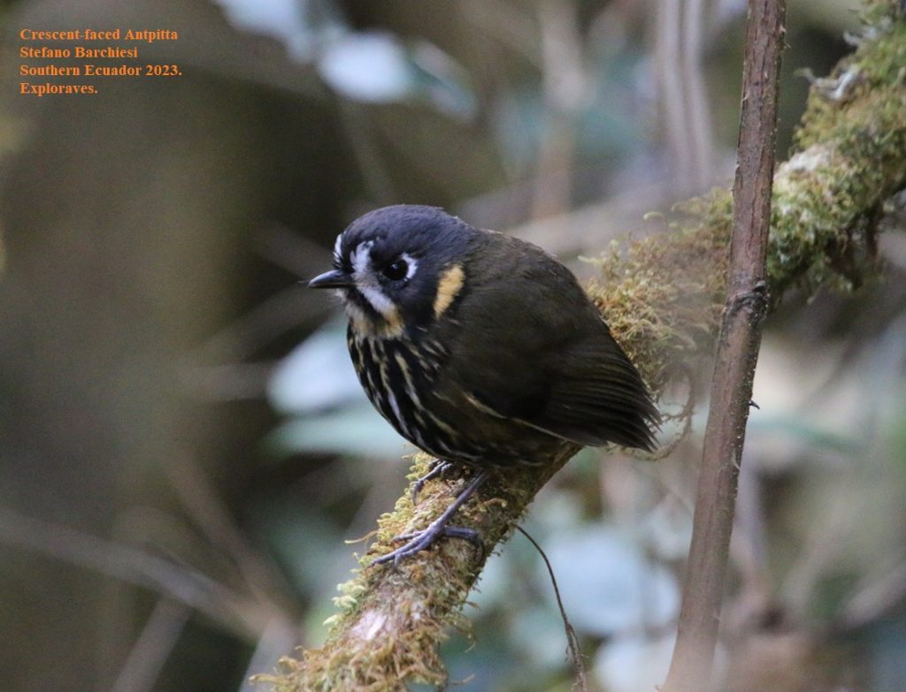 Birding Tour Southern Ecuador June 2026 Crescent-faced antpitta Acacana.