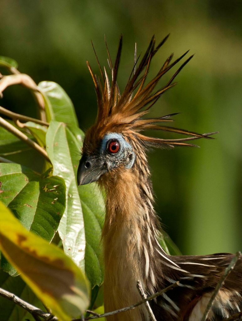 Sacha lodge Yasuni National Park Birding Tour Amazon Hoatzin