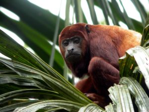 Mono aullador rojo en la region amazónica ecuatoriana durante un recorrido