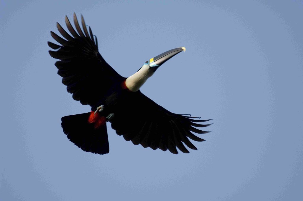 AMAZON ECUADOR TOURS 2026