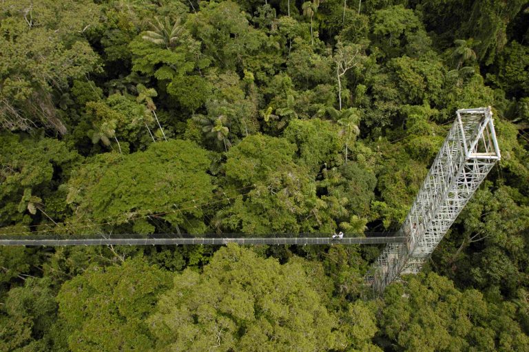 Vista aérea de la torre de observación de Sacha Lodge entre la selva amazónica ecuatoriana.