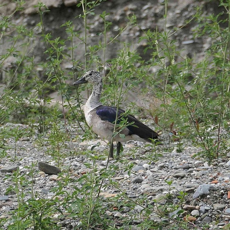 Comb Pato Crestudo Americano. Comb Duck Sarkidiornis sylvicola Birds of Loja