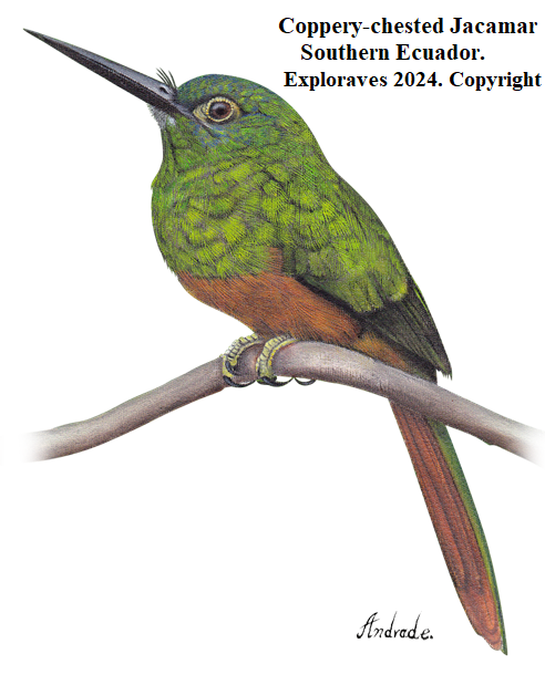 Coppery-chested Jacamar Ecuador.