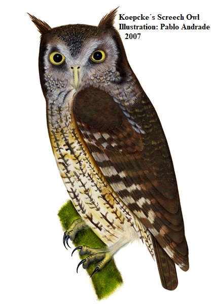 Autillo de Koepckes Koepcke´s Screech Owl Aves Loja