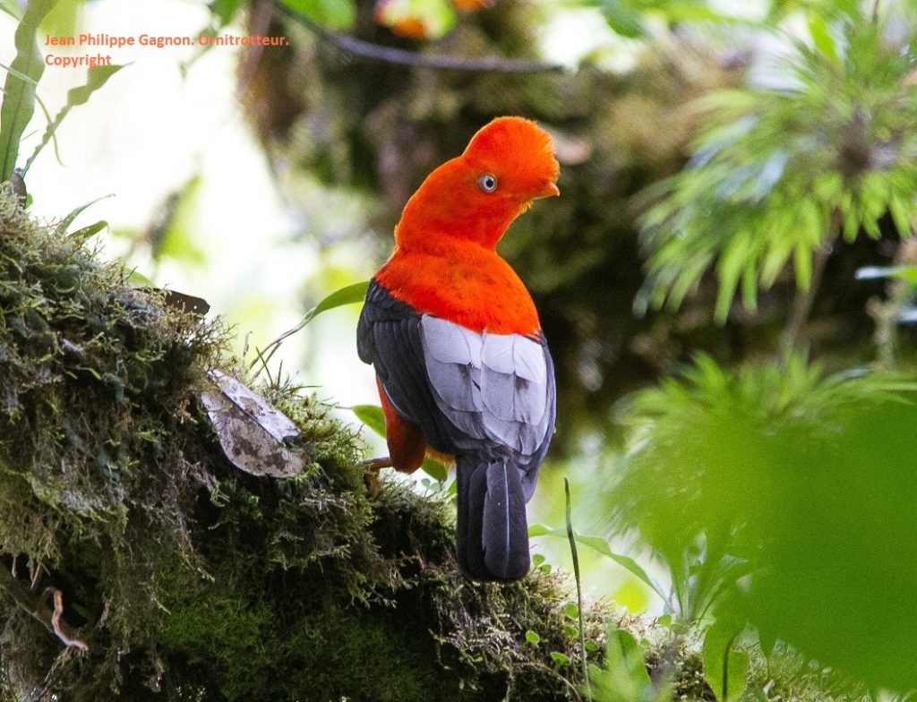 Andean Cock-of-the-rock. Southern Ecuador. Male. Art and Conservation. Old Road Loja Zamora