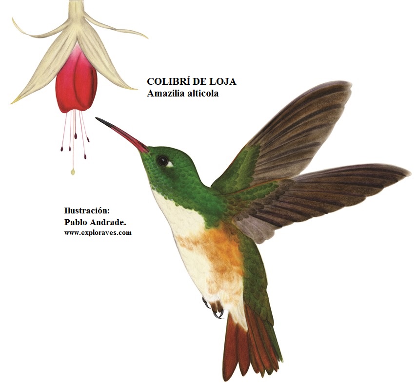 Tour de aves loja Vilcabamba Parque Podocarpus, Colibrí de Loja