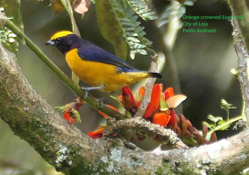Orange-crowned Euphonia Birds of Loja