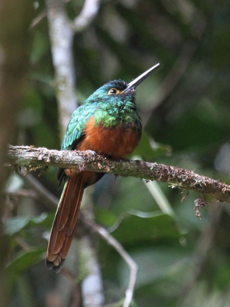 Birding Ttrip report Podocarpus National Park Bombuscaro River Coppery chested Jacamar