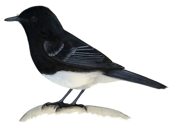 Febe Guardarríos Aves Loja.