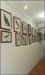 GALERIA DE AVES