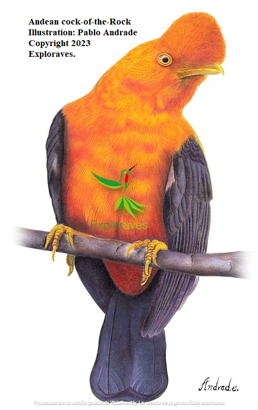 Andean Cock-of-the Rock Illustration
