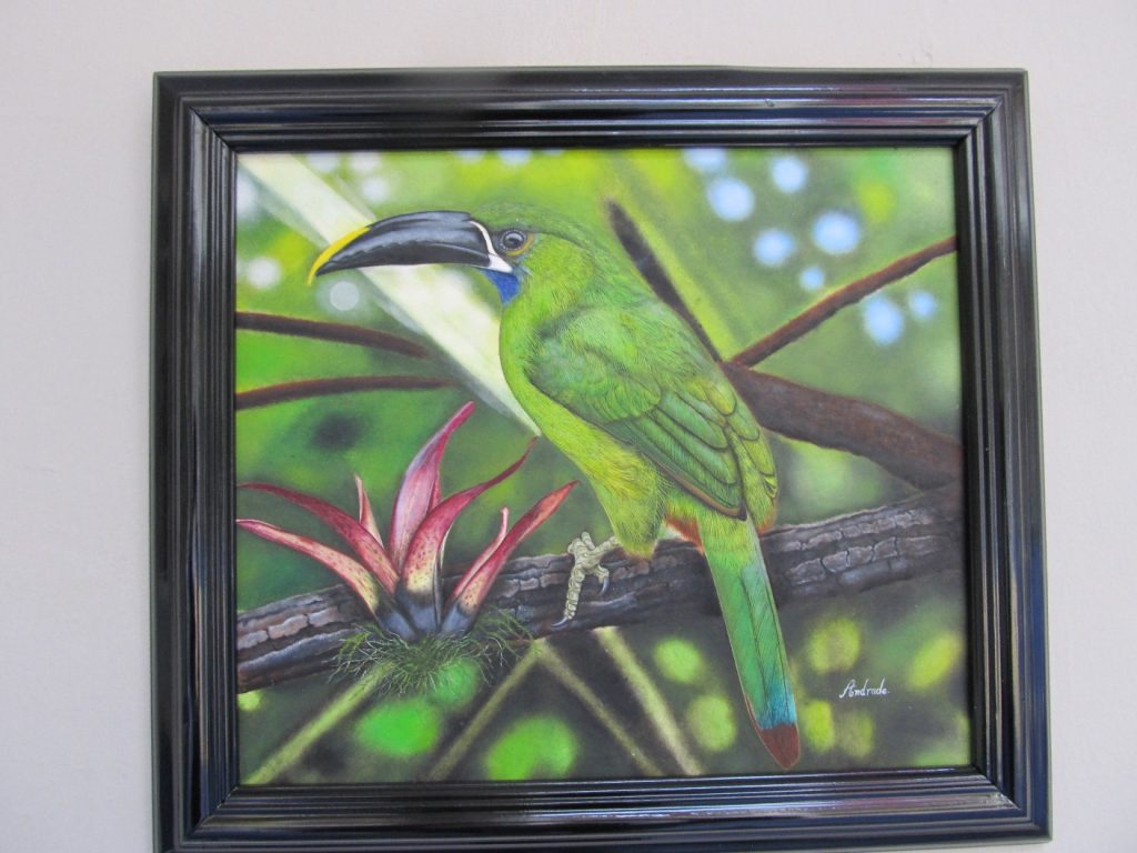 Black-throated Toucanet southern Ecuador