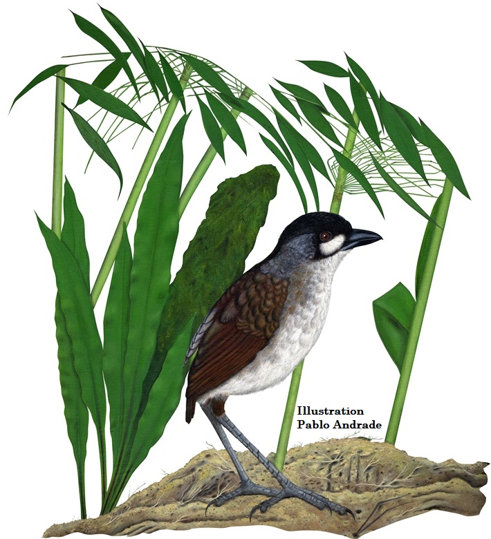 Jocotoco Antpitta Illustration Ecuador